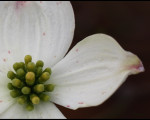 Enlarged Stamen of Dogwood Blossom